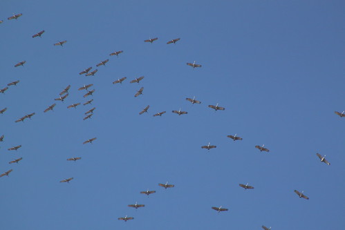 Sandhill Cranes in KY