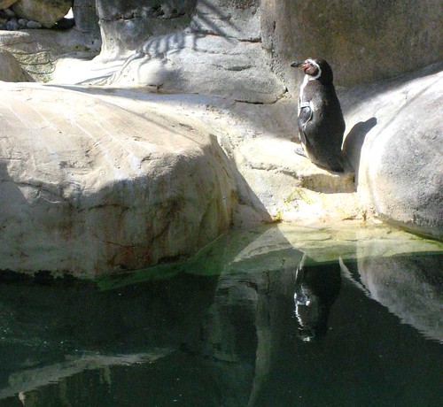 Santa Barbara Zoo Penguin