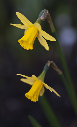 Double Narcissus - Copyright R.Weal 2011