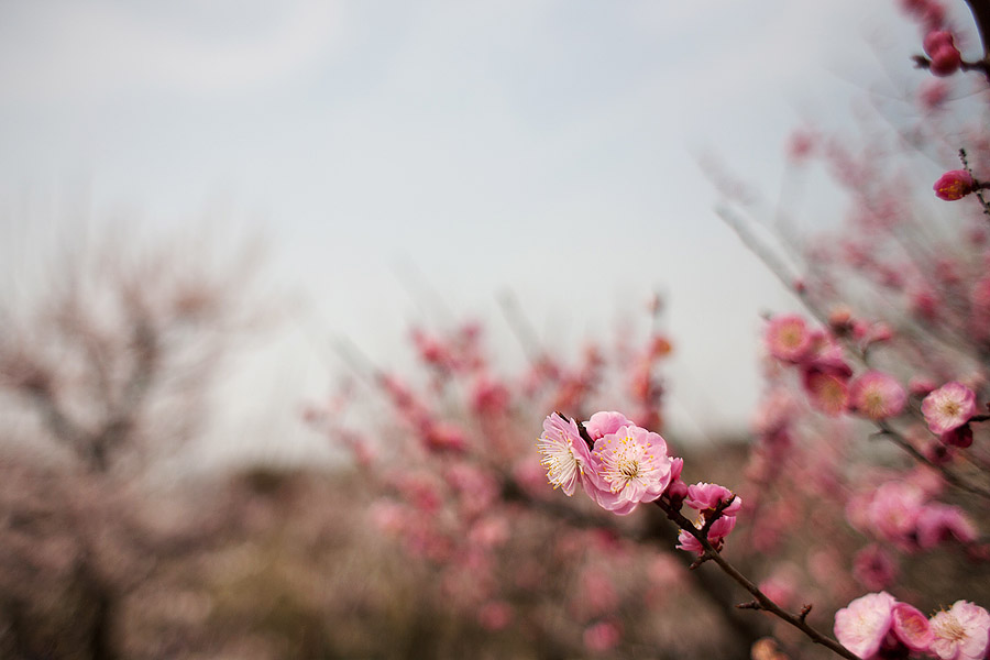 Plum Blossoms, Osaka Castle Gardens