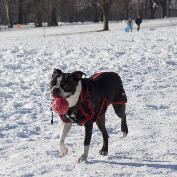 Boston Terrier in the snow