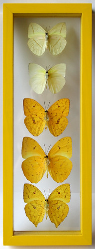 Sun Yellow Butterfly Frame with 5 Framed Pieridae Butterflies Back