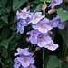 lafortuna purple flowers 2