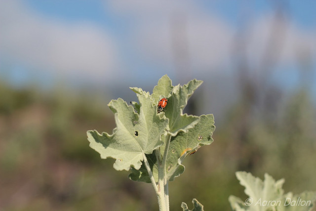 Lady Bug on Silvery Leaf