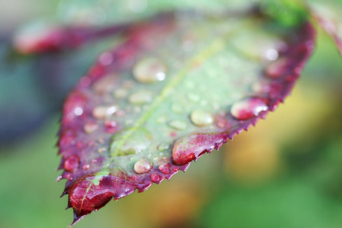 Raindrops on a Leaf