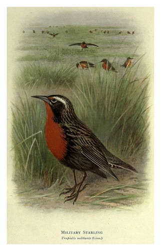 003-Estornino militar-Birds of La Plata 1920- William Henry Hudson 