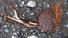 Sprouted coconut on the beach, Tabula Nusa, Papua