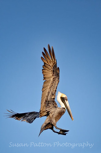 wPelican_incoming