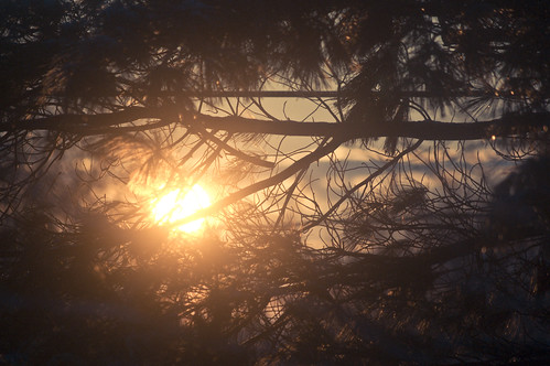 69:365 Sunset through the pine