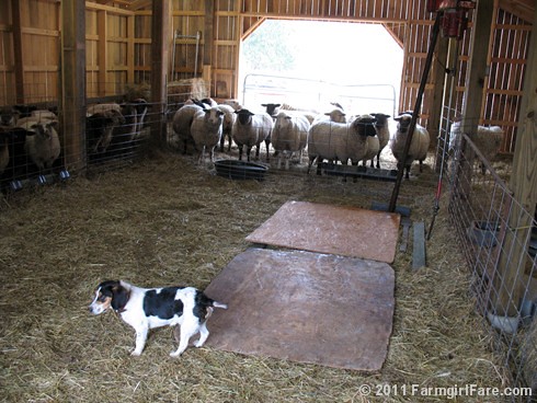 Bert on Sheep Shearing Day 7