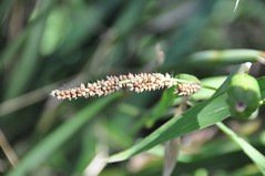 An ear of millet in our garden