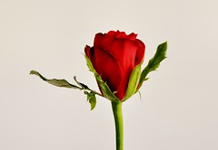The wedding rose