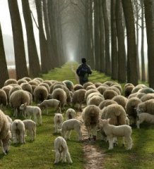 sheep-not my picture