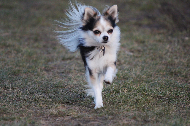 Chihuahua läuft frei