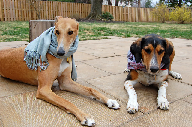 dogs in scarves