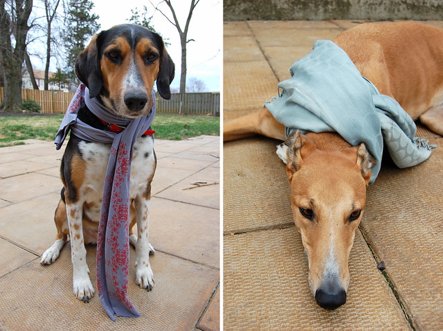 dogs in scarves