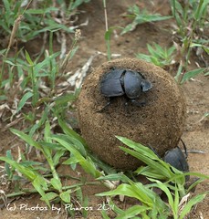 Dung beetles, South Africa