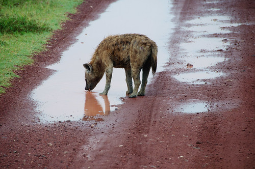 Drink Up Dirty Hyena