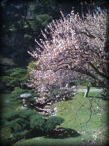 Sakura in the Japanese garden