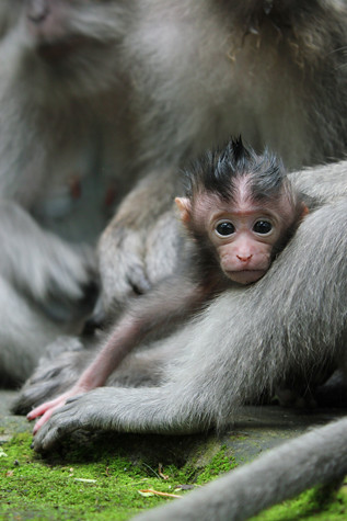 Baby Bali Monkey