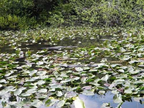 Everglades Alligators-2