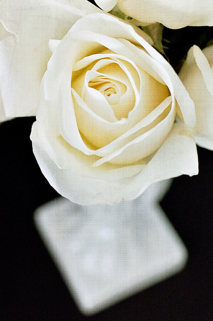 black/white rose florabella