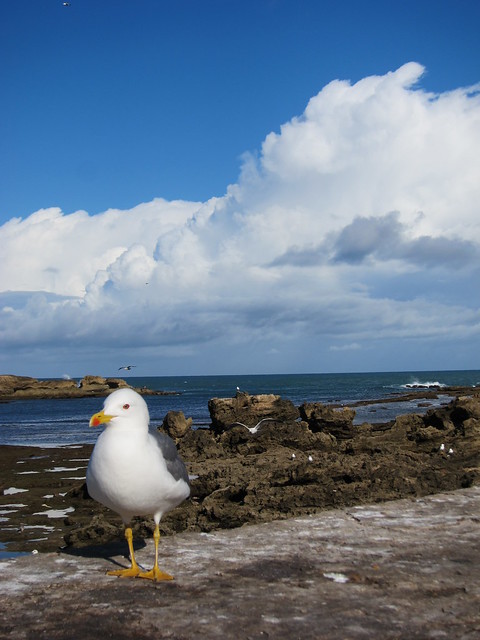 Seagull, the sea, the sky.