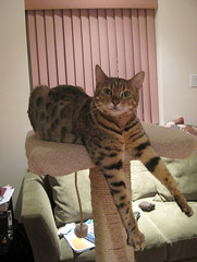bengal cat dangles her front legs straight down on a cat tree