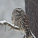 Barred Owl-snowstorm