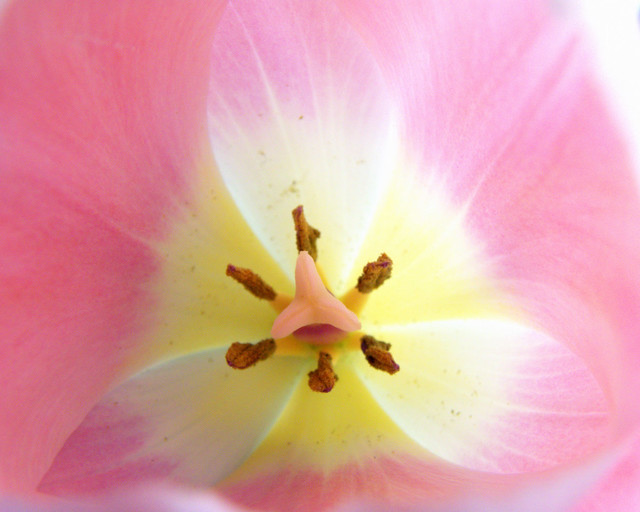 heart of a tulip