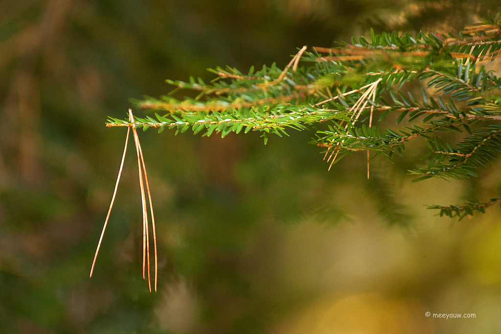 Pine needles  1.jpg