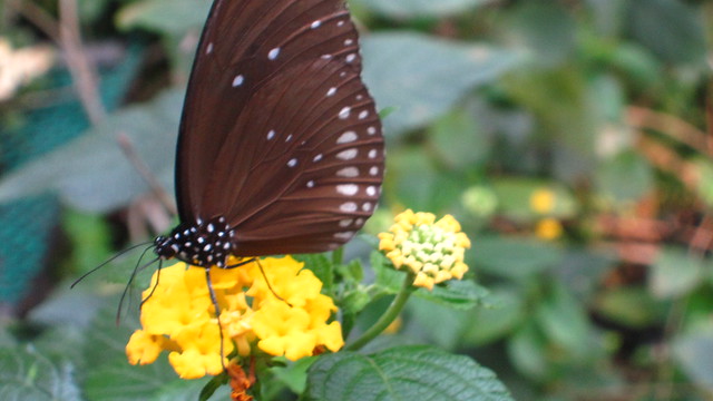 Butterfly garden, Chaing Mai