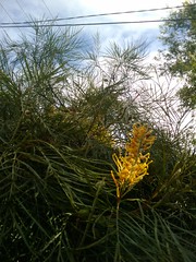 banksia flower