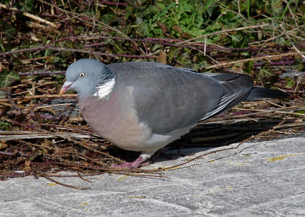 23930 - Wood Pigeon, Bracelet Bay, Gower