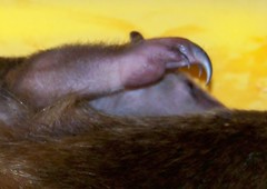Baby tamandua claw