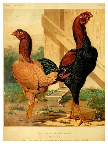 002--The illustrated book of poultry. With practical scheduals…1873-Lewis Wright