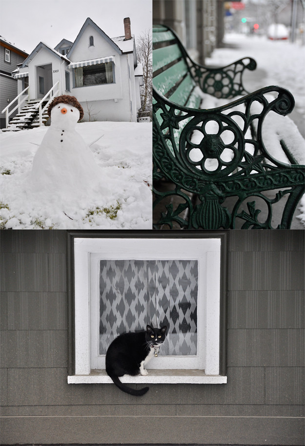 Snowy compilation cat