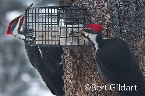 Pileated-1