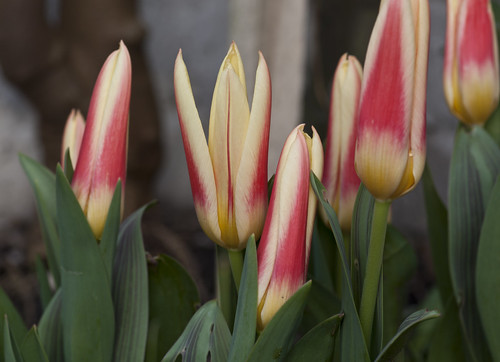 Rhubarb & Custard Tulips - Copyright R.Weal 2011