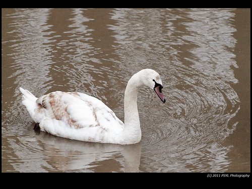 Juvenile Mute Swan (Cygnus olor)