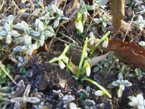290111 First Snowdrops