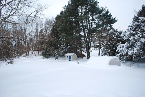 snowy backyard