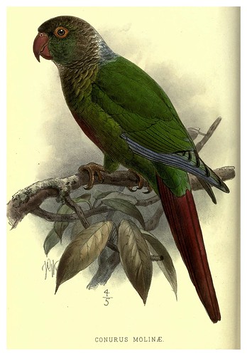 026-Loro Molina-Argentine ornithology…1888- William Henry Hudson y Philip Lutley Sclater