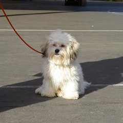 Roscoe the mop-dog