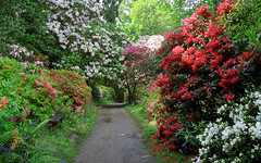 Leonardslee Gardens, West Sussex, England | Tr...