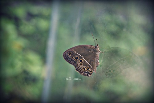 Sweetie Butterfly 