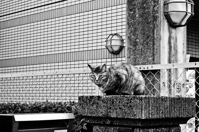 Today's Cat@2011-02-23
