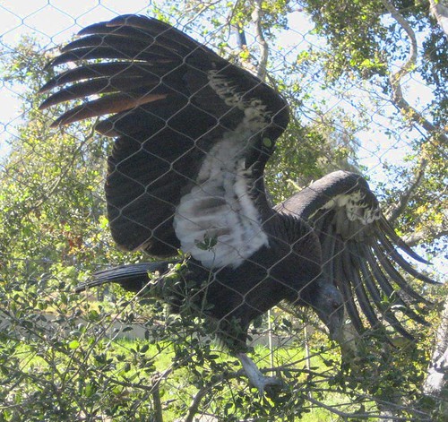 Santa Barbara Zoo California Condor