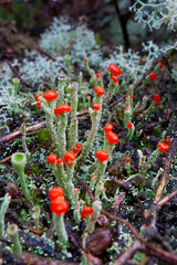 Fungi or Lichen