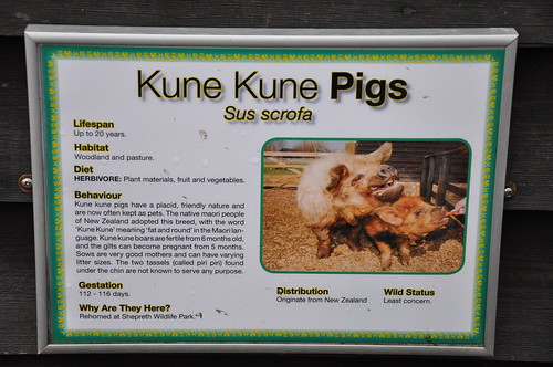 Kune Kune Pig explained